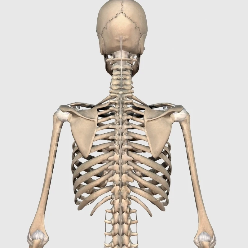 Rear view of human skeletal system showing upper back Poster Print (25 x 32)