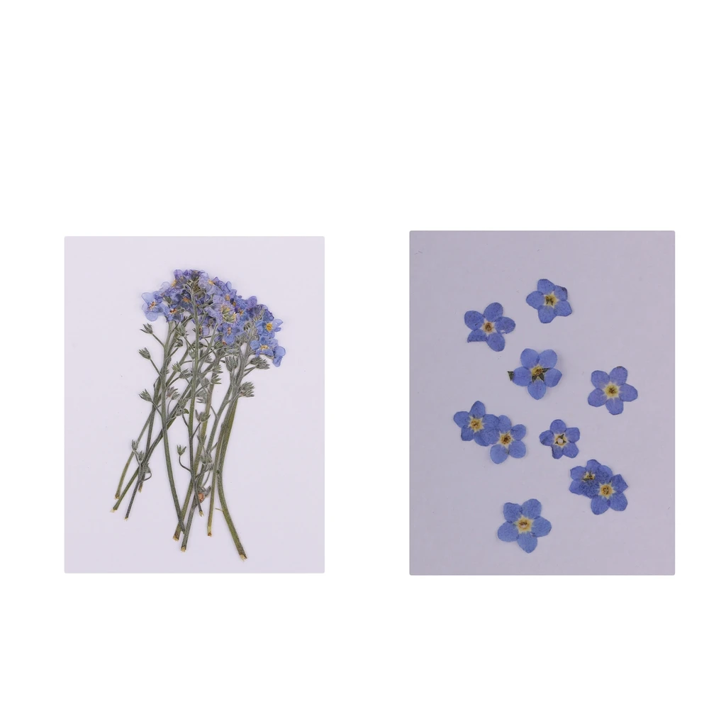 20x Forget-me-not Natural Dried Flower Pressed Dried Flowers DIY Phone Case Scrapbooking Art Craft