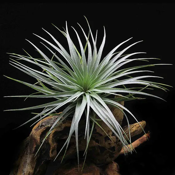 Tillandsia Houston Cherry Princess Air Plant With Buds For Large Tillandsia Houston Cherry Princess Air Plant With Buds For Large Terrarium Accessories Garden Decoration House Decor Work In Bonsai From Home