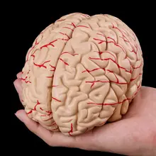 Medische Rekwisieten Model Gratis Verzendkosten Gedemonteerd Anatomisch Human Brain Model Anatomie Medische Onderwijs Tool