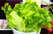 New Seeds 2017!10 Seed/Pack Italian Lettuce Seeds good taste , easy to grow, great salad choice ,DIY Home seeds vegetables,#C72E