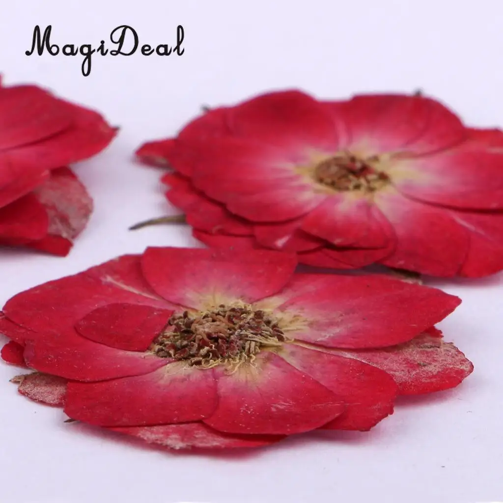 MagiDeal 10 Pcs Multiple Beautiful Natural Real Rose Violet Dried Pressed Flowers for DIY Scrapbooking Crafts Red for Phone Case
