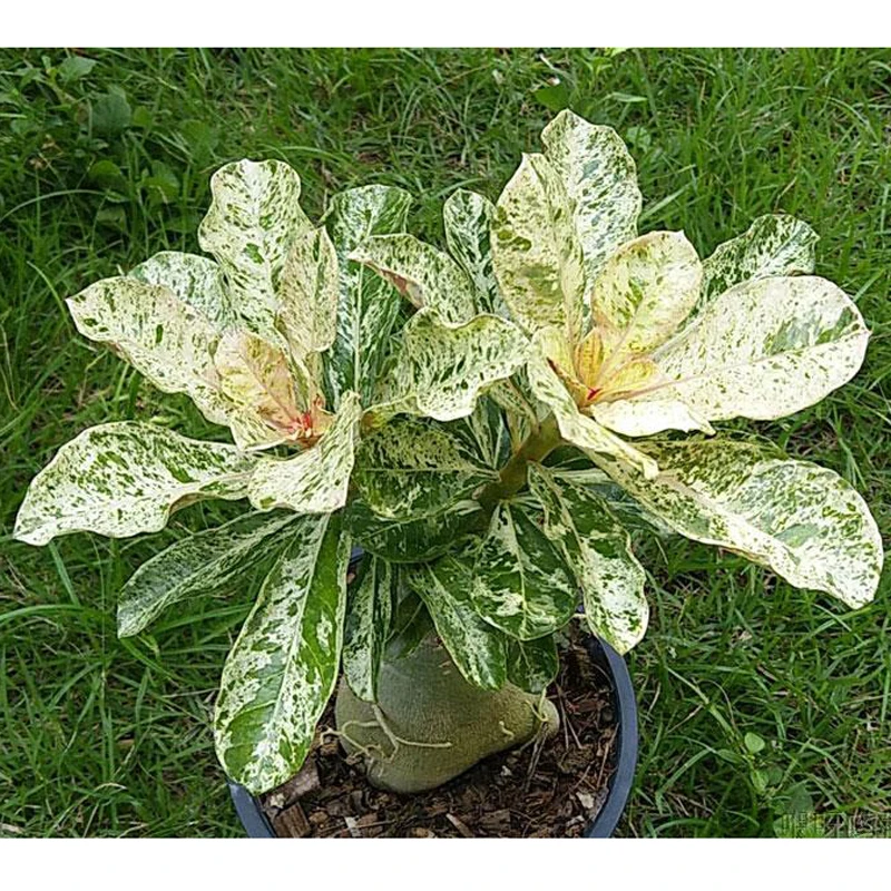 100% True Desert Rose Scarce Grafted Variegated Leaves petals Potted Home Garden Flowers Bonsai Plants Adenium Obesum 1 PCS 100% True Desert Rose Scarce Grafted Variegated Leaves petals Potted Home Garden Flowers Bonsai Plants Adenium Obesum 1 PCS
