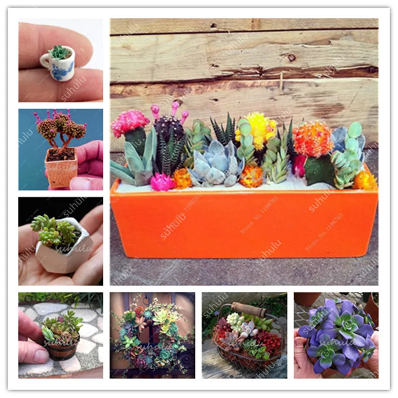 

50 Pcs Rare Succulent Rainbow Plants Mini Cacti Bonsai Pseudotruncatella Living Stone Cactus Succulentas Plants Home Garden