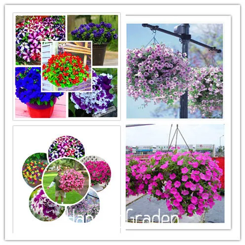 

Lemon Slice Superbells Calibrachoa Petunia Annual Flower bonsai, 100 Pcs a Pack, 24 Colors to Choose,#7W4GYQ