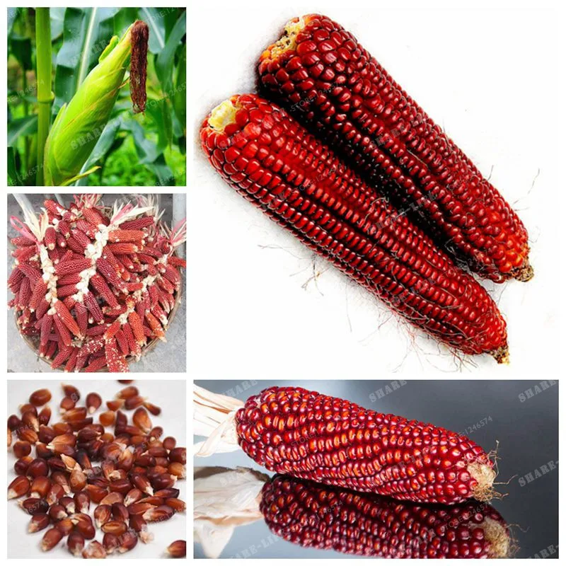 Семена Овощей Без Гмо Купить