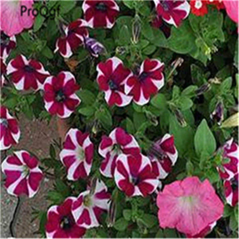 

20000Pcs A Set Petunia hybrida Flower