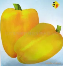 Beijing color yellow star Pepper 100 Pcs organic vegetable