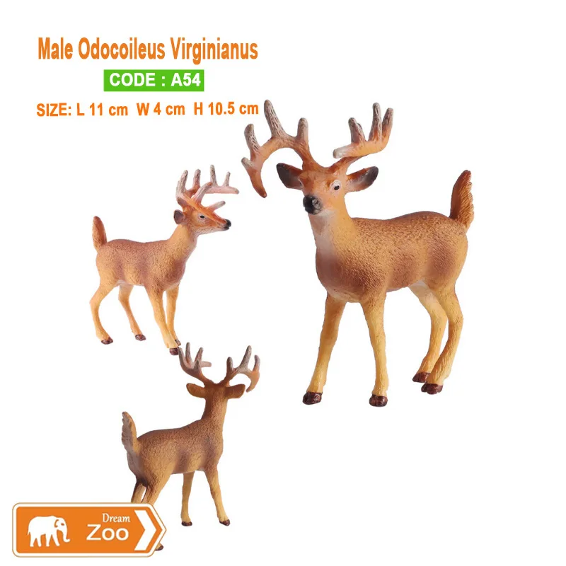 A54 Male whitetail deer