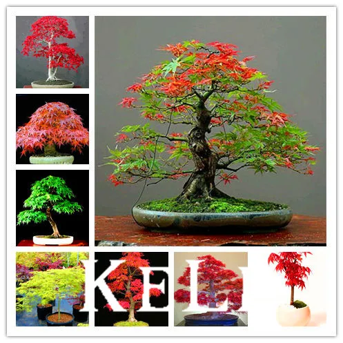 bonsai baum garten, japanische rote ahorn bonsai baum günstige garten, mini bonsai, Design ideen