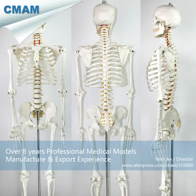 Buy 12361 CMAM SKELETON01 Life size 170cm Skeleton