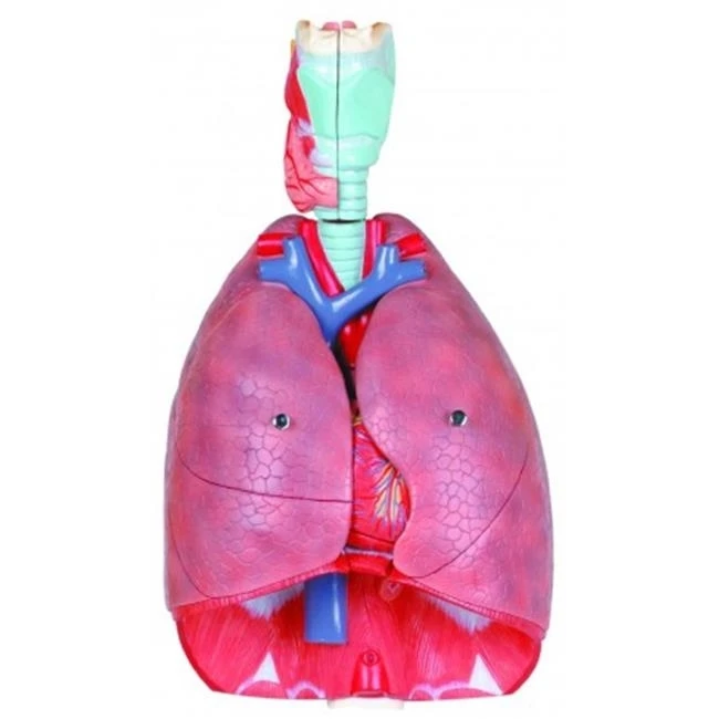 Vision Scientific VAR427 7 Parts Human Respiratory System