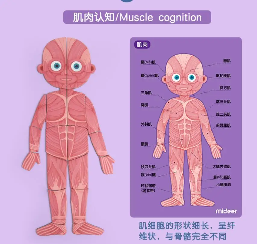 Пазлы модели человеческих органов Детские части тела познание Магнитная подвесная доска английский и китайский Инструкция карты