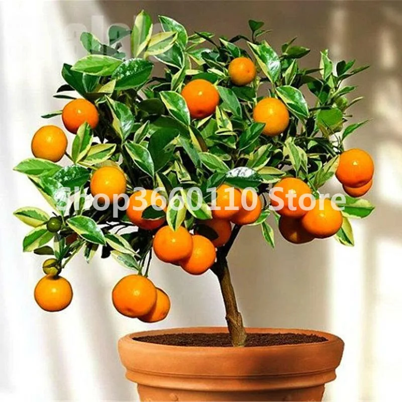 Citrus Plant Bonsai Mandarin Orange Fruit Tree Healthy Food Home Garden