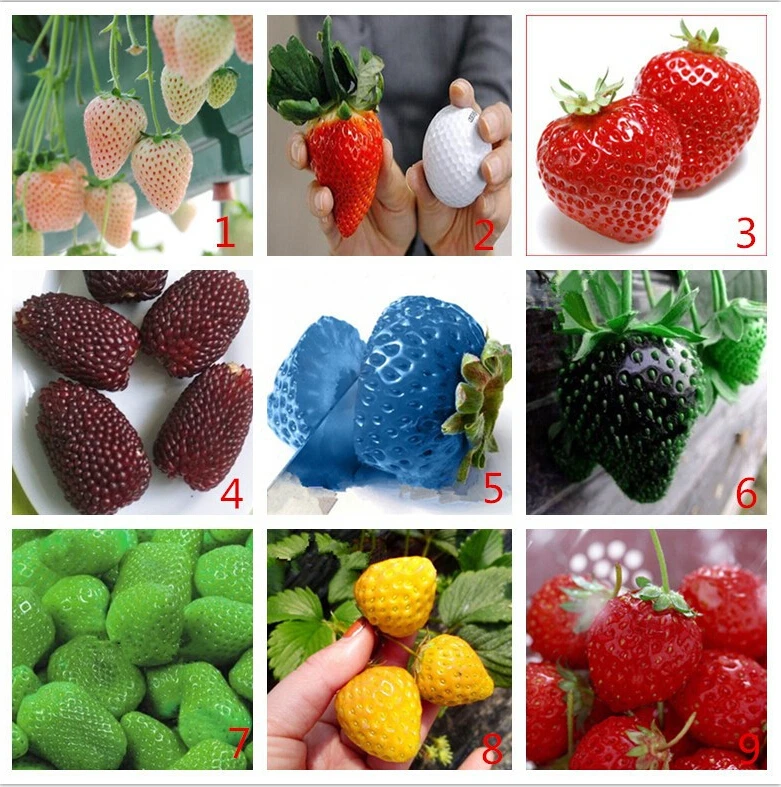 Vegetables and fruit seeds Strawberry seeds 10000 pieces seeds of each