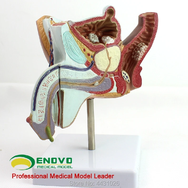 ENOVO A model of male gonorrhea and prostatic hyperplasia of male reproductive urinary system model ENOVO A model of male gonorrhea and prostatic hyperplasia of male reproductive urinary system model