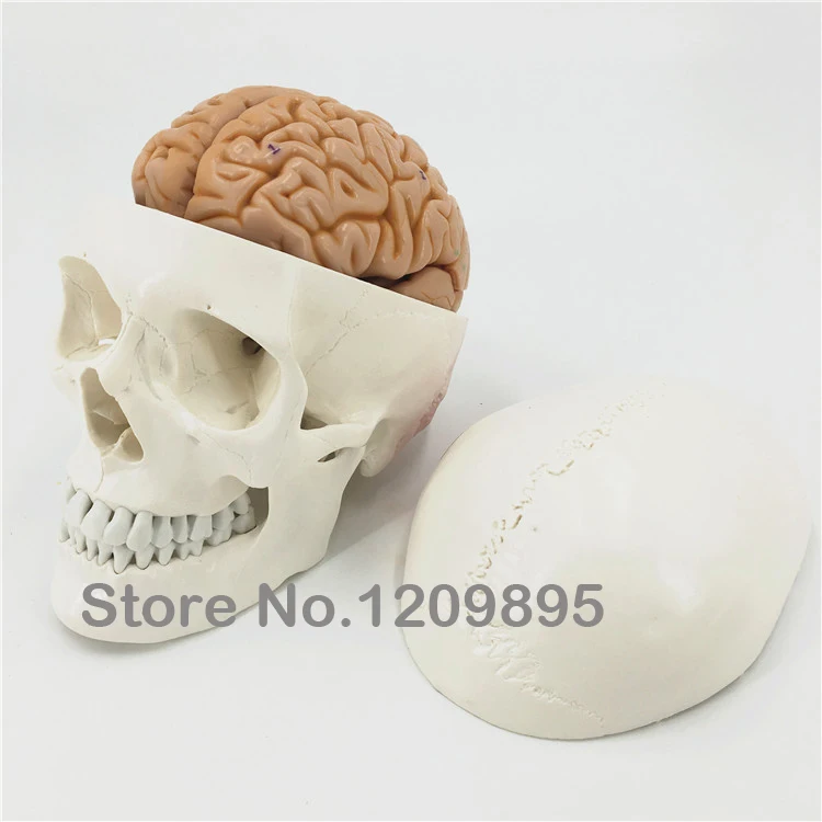 

Skull model with brain human cranium model brain model Neurology brain anatomy Bone suture Skull Teaching equipment free shiping