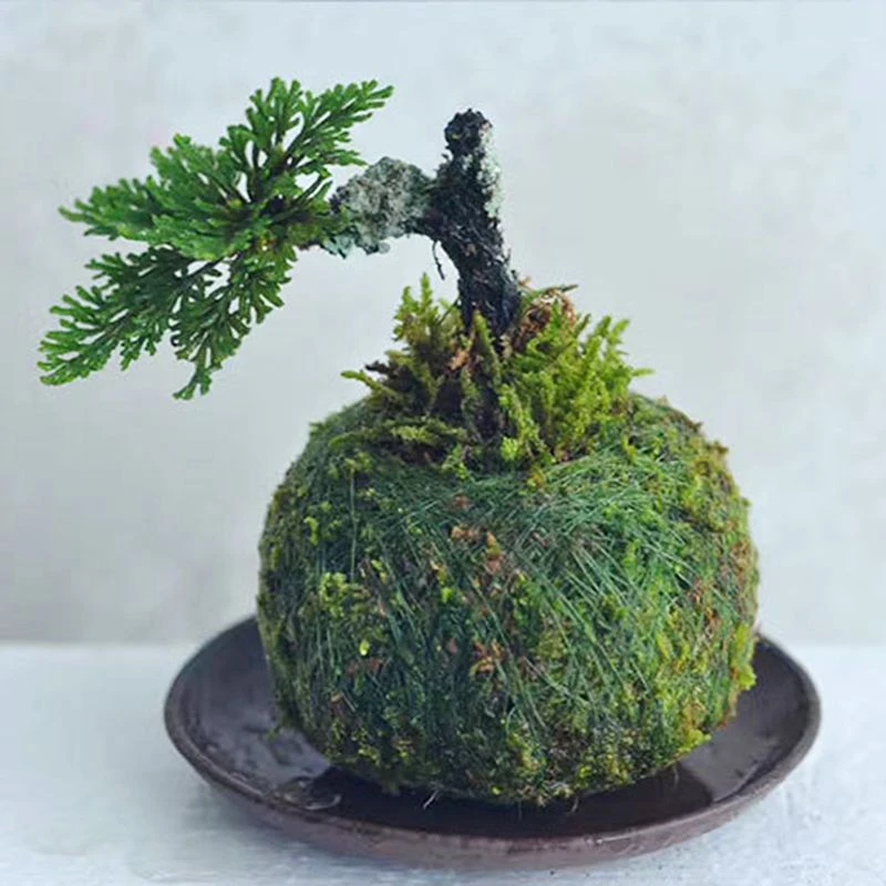 苔玉ポット鳥の巣の花植物ホームオフィスデスク表庭diy装飾 フラワーポット プランター Aliexpress