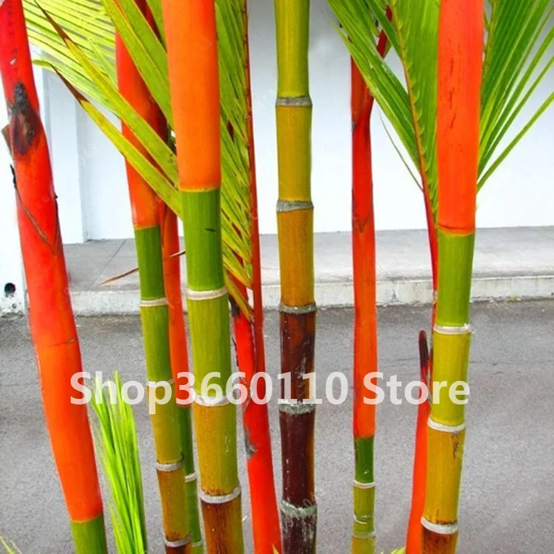 

Big Sale!Bamboo Phyllostachys Pubescens Rare Giant Bamboo bonsai Bambusa Lako Tree plant For Home Garden Plant