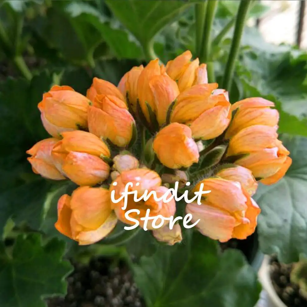 

5pcs Bonsai Geranium Japanese Yellow apple blossom bowl Rosebud Pelargonium Flowering Geranium Balcony plant For Home Garden