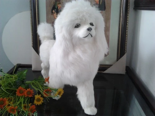 large white poodle