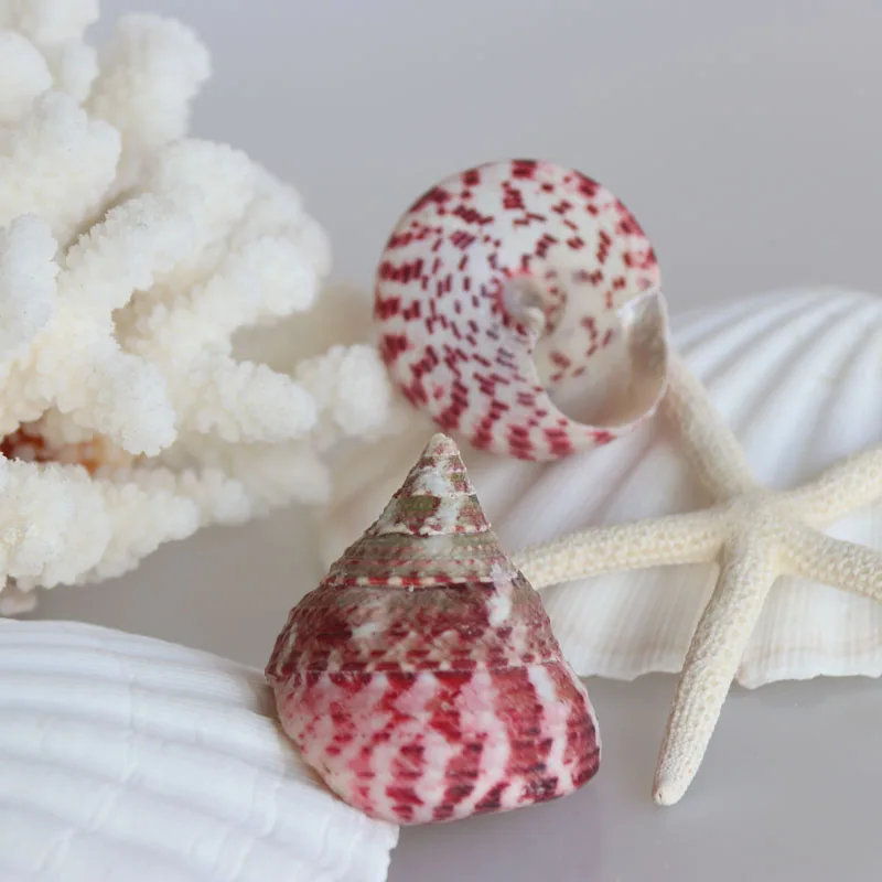 Бесплатная доставка (2 шт./лот) конусная верхняя натуральная раковина и ракушка