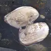 Вакуумная упаковка устричные желания, пресноводные культивированные жемчужные устричные жемчужины 2017, горячая распродажа, жемчужные бусины, изготовление ювелирных изделий, модные украшения ► Фото 3/4