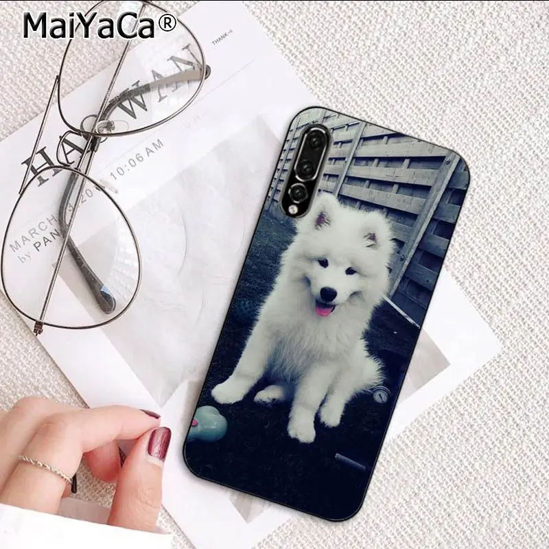 Cute Dog Husky