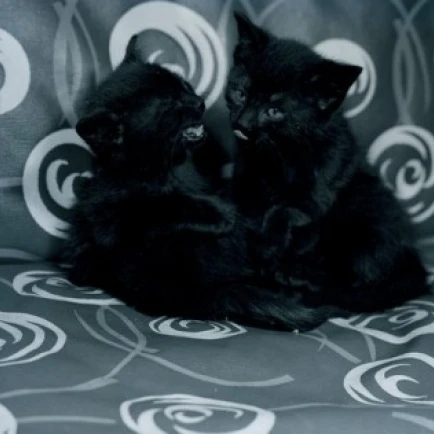 Two black kittens playing on sofa Poster Print (24 x 36)