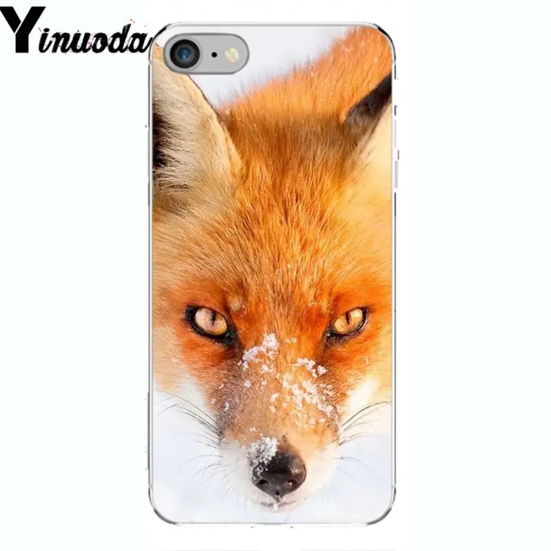 A Fox in The Wild Red Fox 