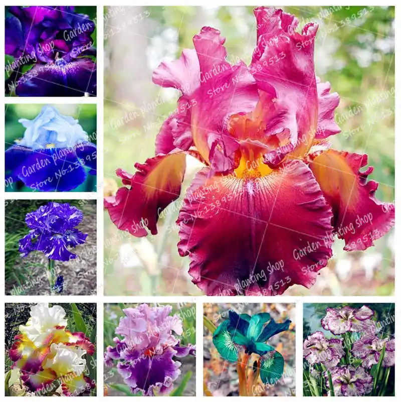 

20Pcs / Bag Bonsai Iris Flower Perennial Flower Garden Rare Flowers Bearded Iris Plants, Nature Orchid Plants Bonsai Plant