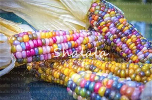 

30 Pcs Rainbow Corn Bonsai Plants Nutrient-Rich Organic Plants Vegetables Grain Cereals Food 97% Germination Home Garden Plant