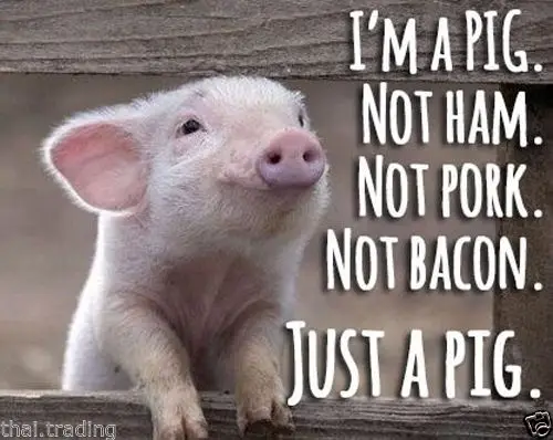 

Funny Pig Quote Animal Silk Poster Wall Decor Room Painting 24X36INCH