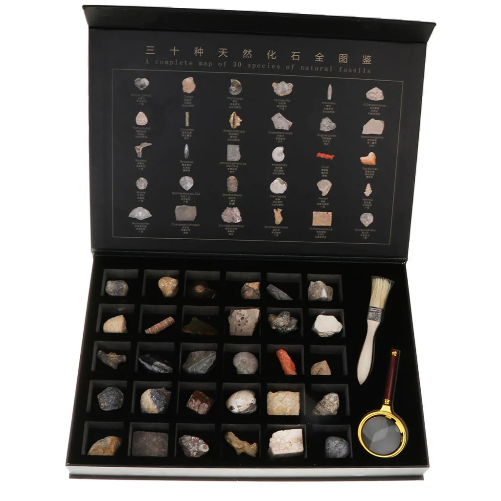 

30PCS Educational Science Set NATURAL SPECIMENS COLLECTION KIT with Magnifier & Brush