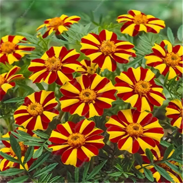 Big promotion! Violet daisy 100 / bag beautiful daisy bonsai flower natural plant home garden decoration free shipping Big promotion! Violet daisy 100 / bag beautiful daisy bonsai flower natural plant home garden decoration free shipping