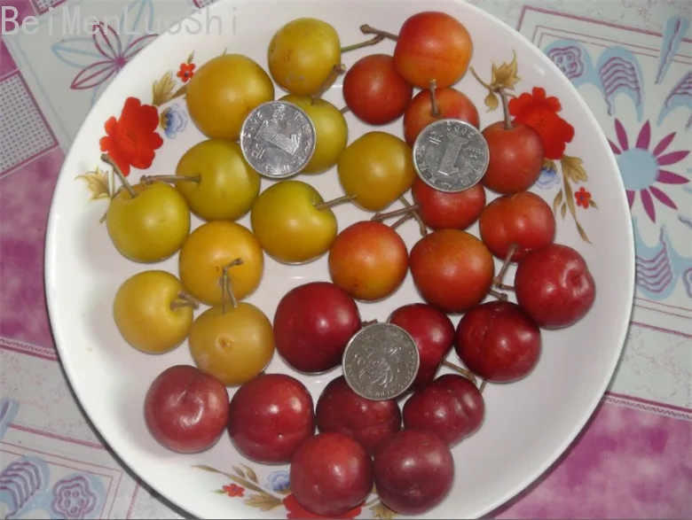Backyard Fruit Bonsai Seedsplants for Home Garden Non-GMO Fruit Tree Bonsai or Potted Plants Fruit Plant Backyard 20pcs Backyard Fruit Bonsai Seedsplants for Home Garden Non-GMO Fruit Tree Bonsai or Potted Plants Fruit Plant Backyard 20pcs
