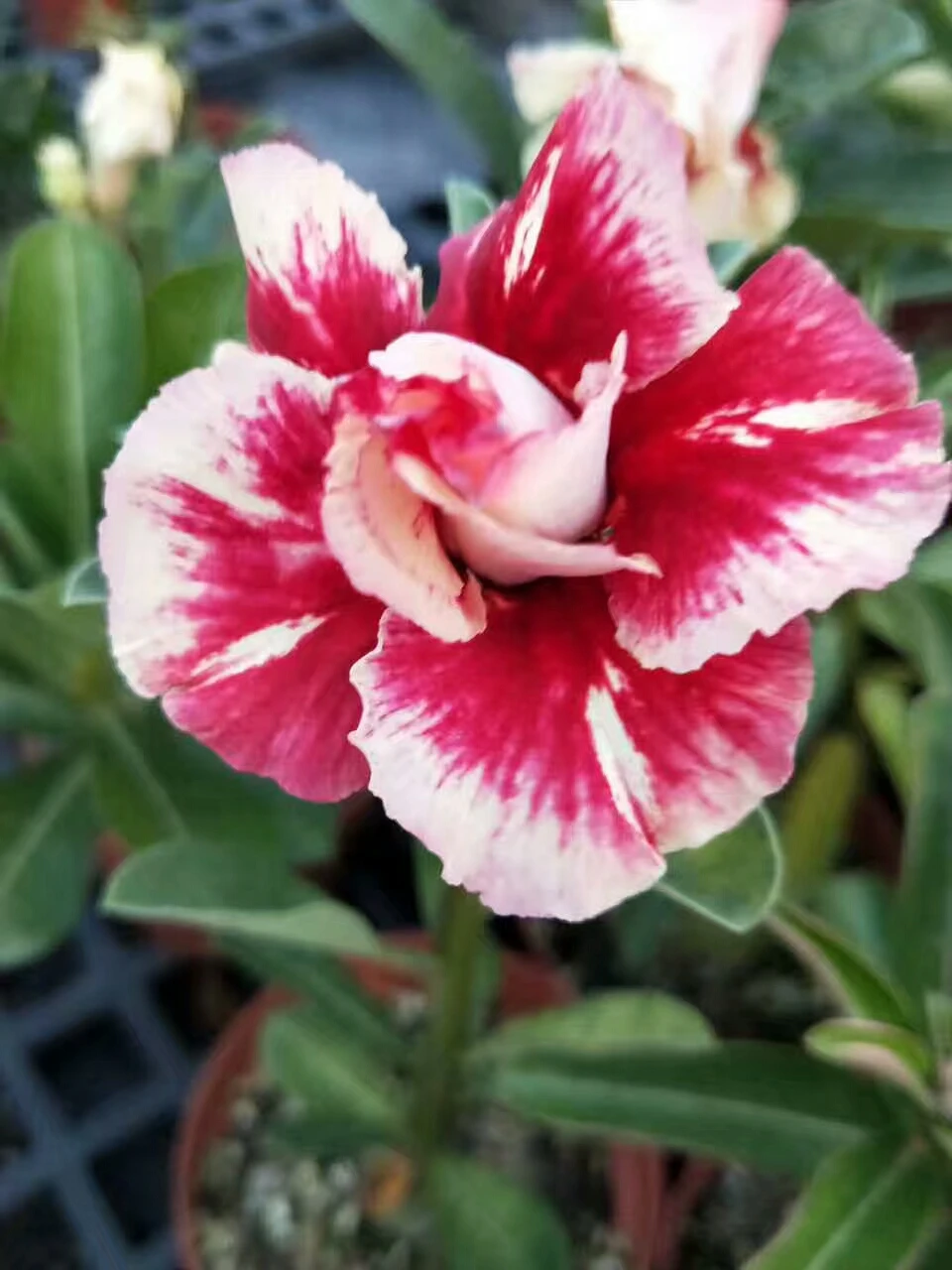 5 SEEDS 100 Genuine Fresh Rare Adenium Obesum Seeds