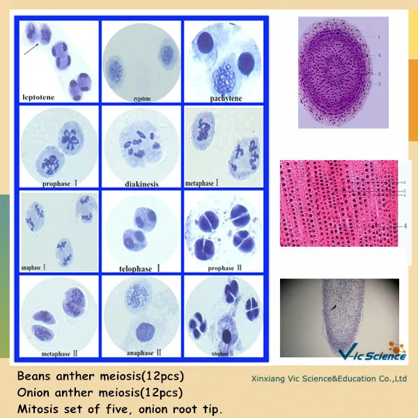 Meiosis and Mitosis биология готовые слайды