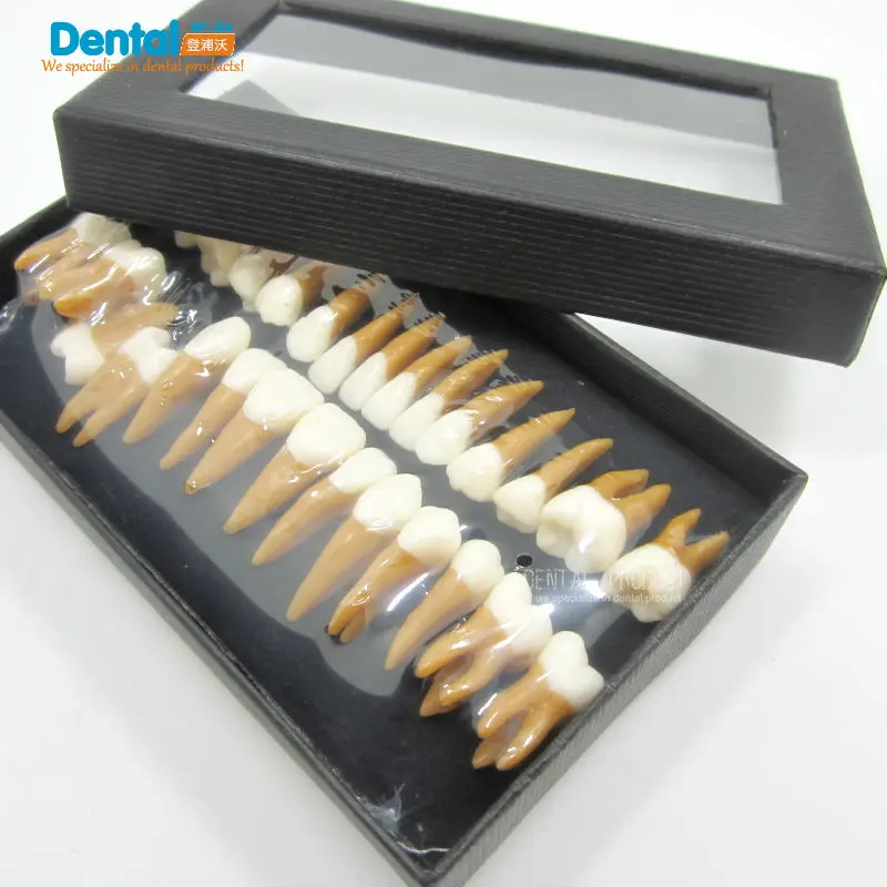 Dental gift Verisimilitude Communication Dentist products ...