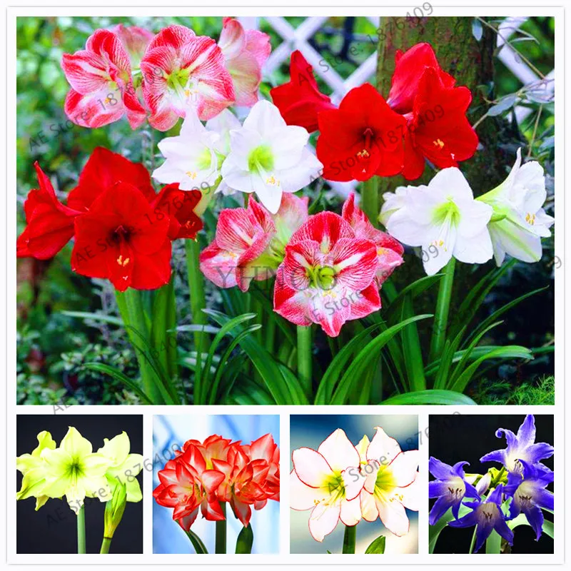 

Amaryllis Chinese Bonsai Amarilis Planting 100 Pcs/pack,bonsai plant for home courtyard,beautiful colors