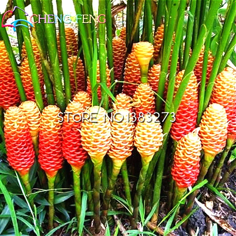 Long Bean seeds Long Bean Seeds 15g Snake//Yard-Long Asparagus Bean Red Noodle Pole Bean Garden Vegetable Organic Green Fresh Chinese Seeds for Planting outside door Cooking Dish Taste Sweet Delicious