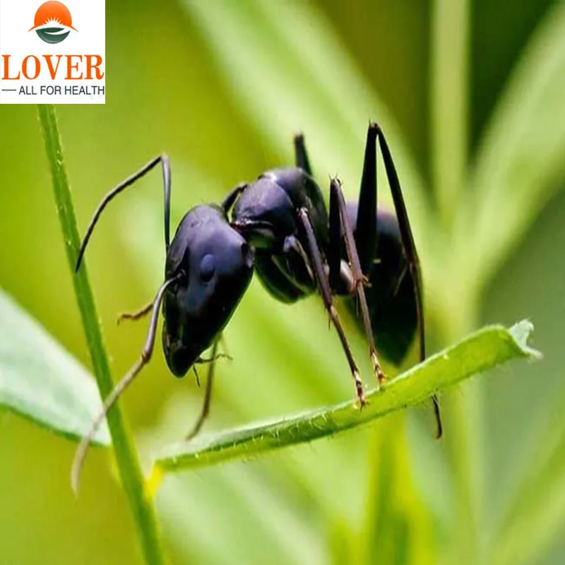 100 1000 г чистый порошок экстракта черного муравья Polyrhachis vicina шелковистого для