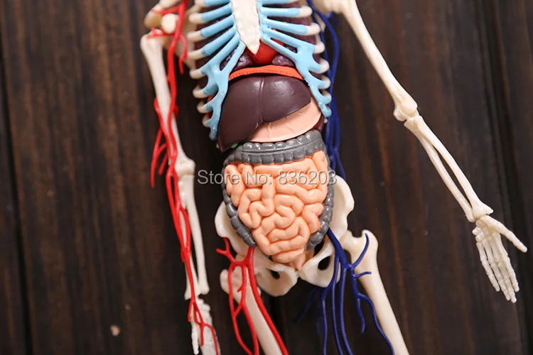 4D master vision 1" прозрачное человеческое тело забавная анатомическая модель медицинская анатомическая модель скелета научная образовательная игрушка