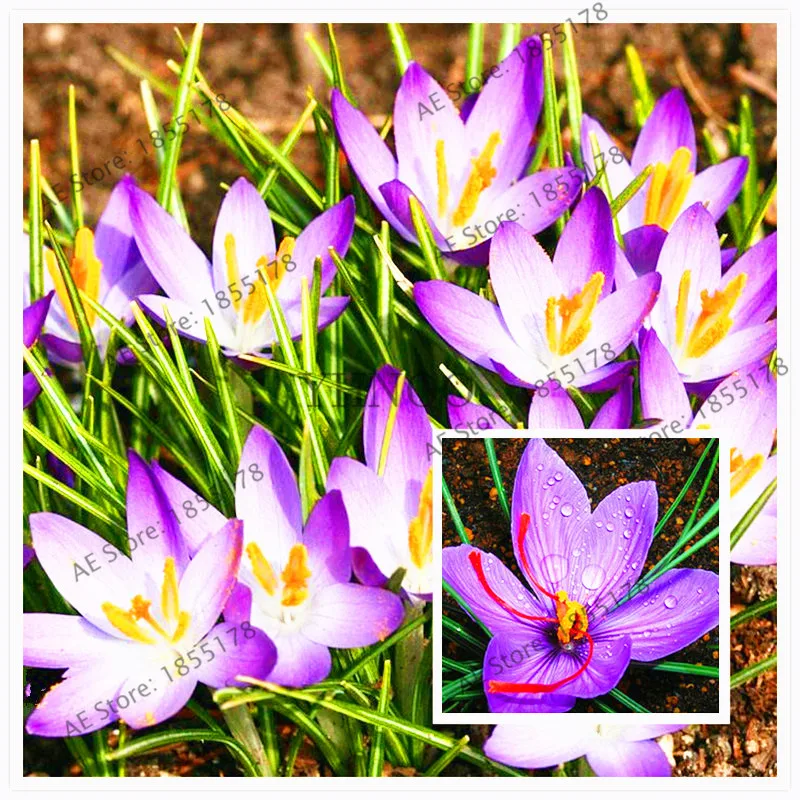 104PCS,Saffron Plants,saffron flower Plantas,saffron crocus floresling