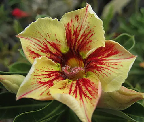 

100% Real Color * Fresh Adenium Obesum semillas - Bonsai Desert Rose Flower Plant semillas sementes ( No. QA074 )