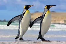Neueste 5D Diy Diamant-malerei Handdiamantstickerei Penguins Volle Quadrat Bohrer Mosaic Mural Wand Dekorative Kunsthandwerk