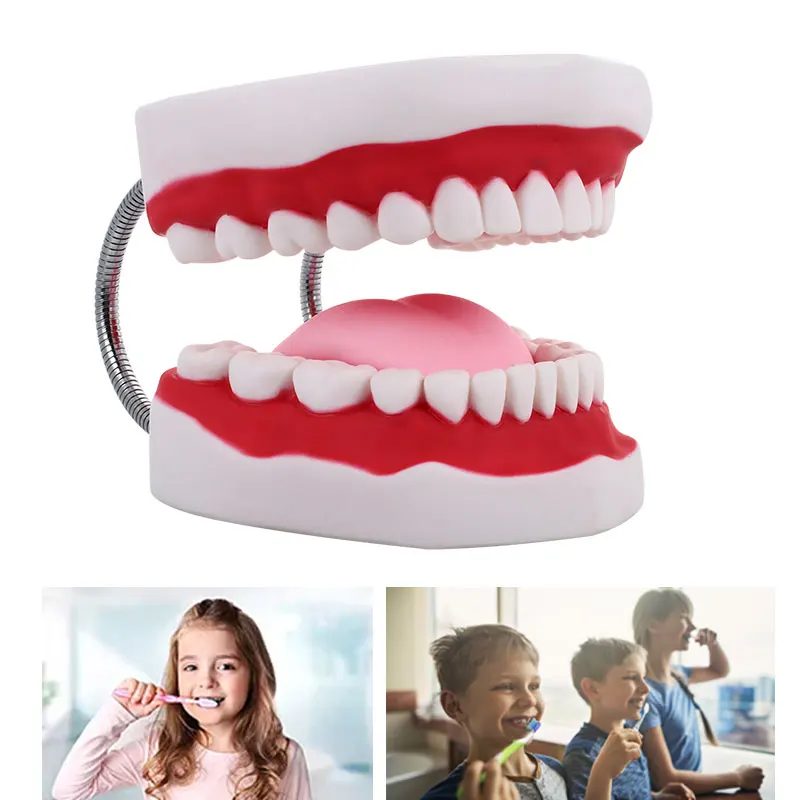 

Specialized Tooth Model Nurse PVC Medical Model Dental Clinic Durable Dental Model Stomatology Nursing