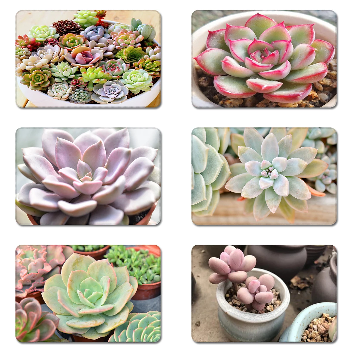 

Cute Succulents Cool Designs Nature Rubber Table Mouse Pad Laptop Computer Enclosure Mousepad Mat