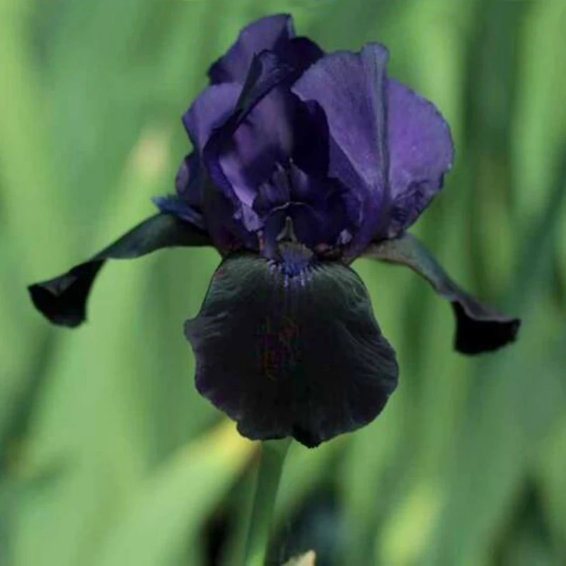 

Black Tall Bearded Flag Iris Perennial Garden Flower Rare Color Heat Resistant Attractive 10 pcs/bag