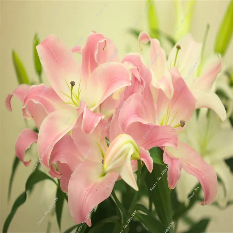 Compare Prices on Purple Lily Flower Online Shopping/Buy Low Price